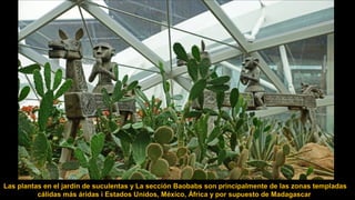 Las plantas en el jardín de suculentas y La sección Baobabs son principalmente de las zonas templadas
cálidas más áridas i Estados Unidos, México, África y por supuesto de Madagascar.
 