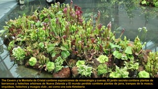 The Cavern y la Montaña de Cristal contiene exposiciones de mineralogía y cuevas, El jardín secreto contiene plantas de
barrancos y helechos arbóreos de Nueva Zelanda y El mundo perdido contiene plantas de jarra, trampas de la mosca,
orquídeas, helechos y musgos club-, así como una sola Keteleeria.
 