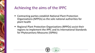 Achieving the aims of the IPPC
 Contracting parties establish National Plant Protection
Organizations (NPPOs) as the sole national authorities for
plant health
 Regional Plant Protection Organizations (RPPOs) assist their
regions to implement the IPPC and its International Standards
for Phytosanitary Measures (ISPMs)
 