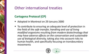 Other international treaties
Cartagena Protocol (CP)
 Adopted in Montreal on 29 January 2000
 To contribute to ensuring an adequate level of protection in
the field of the safe transfer, handling and use of living
modified organisms resulting from modern biotechnology that
may have adverse effects on the conservation and sustainable
use of biological diversity, taking also into account risks to
human health, and specifically focusing on transboundary
movements
 
