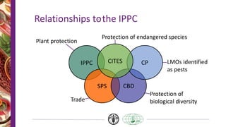 Relationships tothe IPPC
IPPC
SPS CBD
CP
CITES
Plant protection
Protection of endangered species
LMOs identified
as pests
Protection of
biological diversity
Trade
 