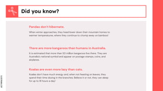 SLIDESMANIA.COM
Did you know?
Pandas don’t hibernate.
It is estimated that more than 50 million kangaroos live there. They are
Australia’s national symbol and appear on postage stamps, coins, and
airplanes.
There are more kangaroos than humans in Australia.
Koalas don’t have much energy and, when not feasting on leaves, they
spend their time dozing in the branches. Believe it or not, they can sleep
for up to 18 hours a day!
Koalas are even more lazy than cats.
When winter approaches, they head lower down their mountain homes to
warmer temperatures, where they continue to chomp away on bamboo!
 