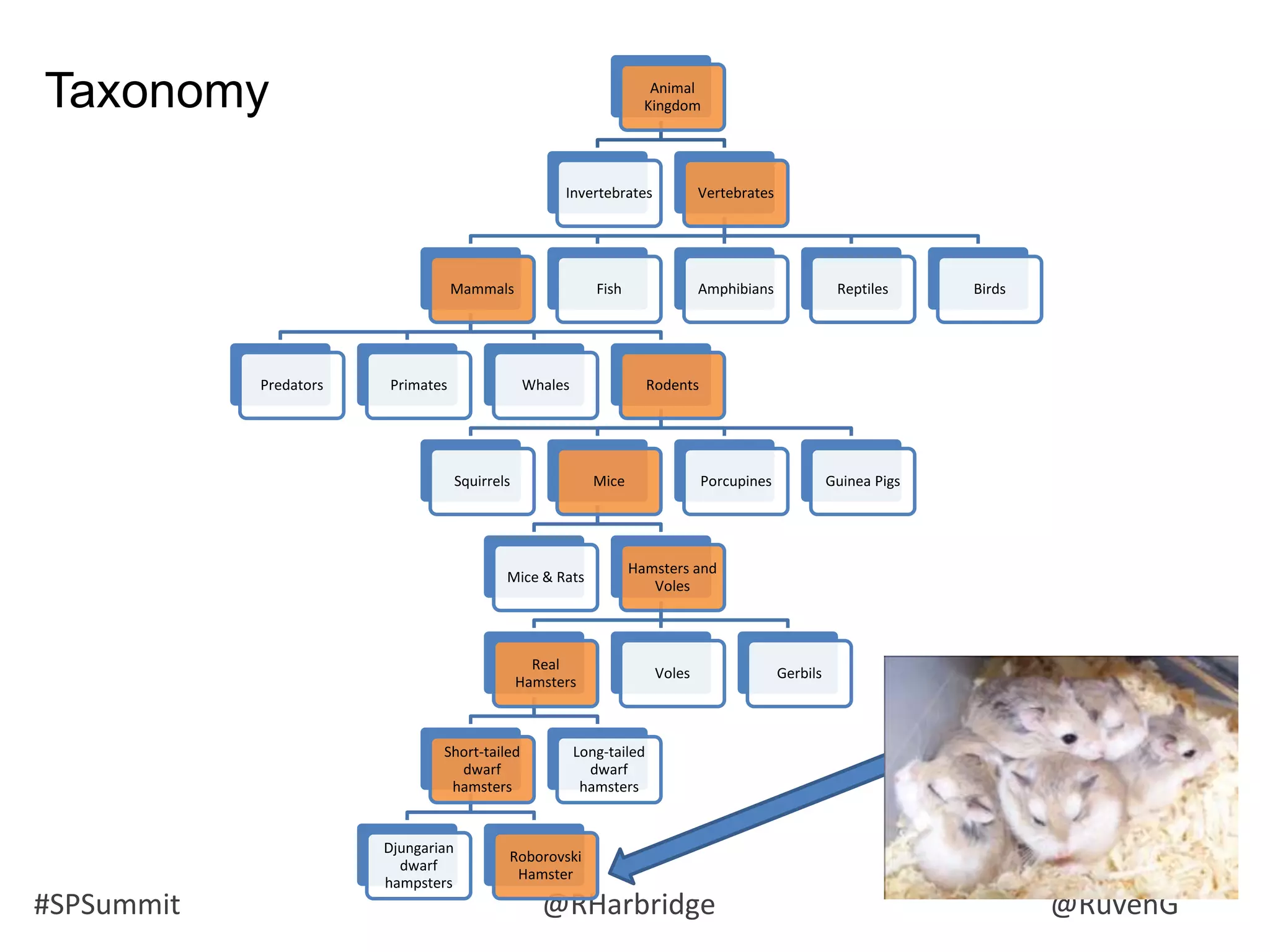 #SPSummit @RHarbridge @RuvenG
Animal
Kingdom
Invertebrates Vertebrates
Mammals
Predators Primates Whales Rodents
Squirrels Mice
Mice & Rats
Hamsters and
Voles
Real
Hamsters
Short-tailed
dwarf
hamsters
Djungarian
dwarf
hampsters
Roborovski
Hamster
Long-tailed
dwarf
hamsters
Voles Gerbils
Porcupines Guinea Pigs
Fish Amphibians Reptiles Birds
Taxonomy
Species
 