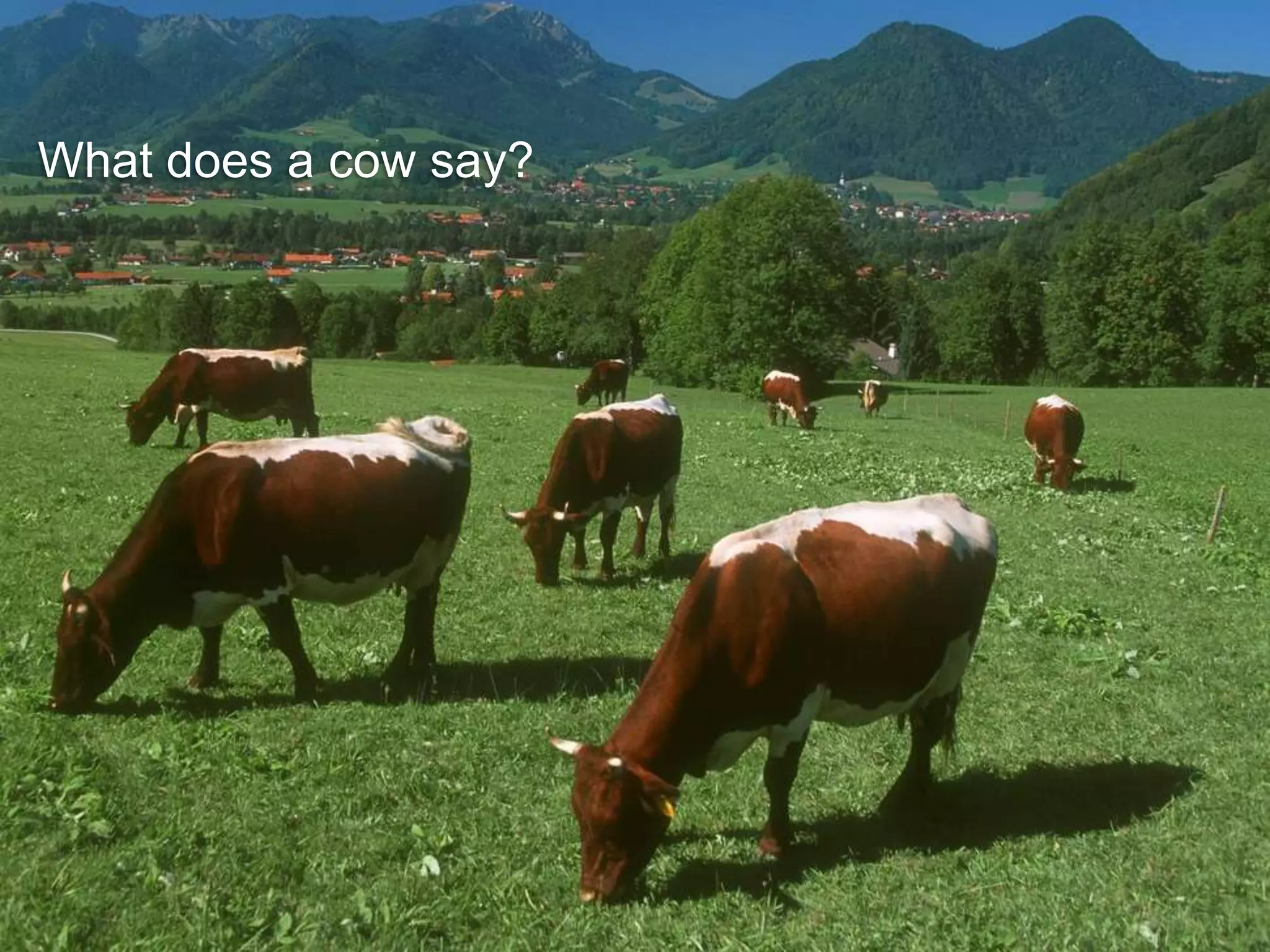 What does a cow say?
 