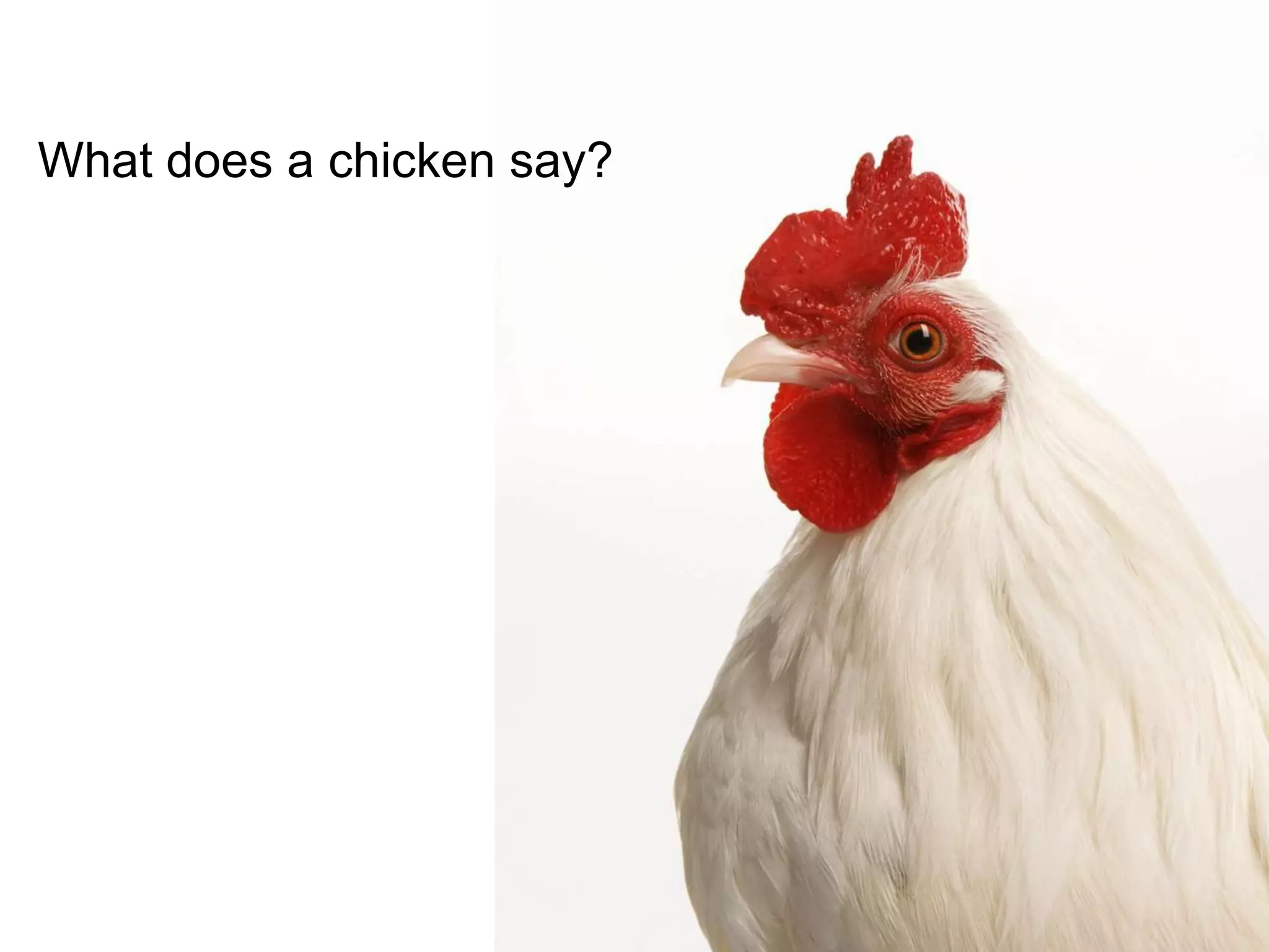 What does a chicken say?
 
