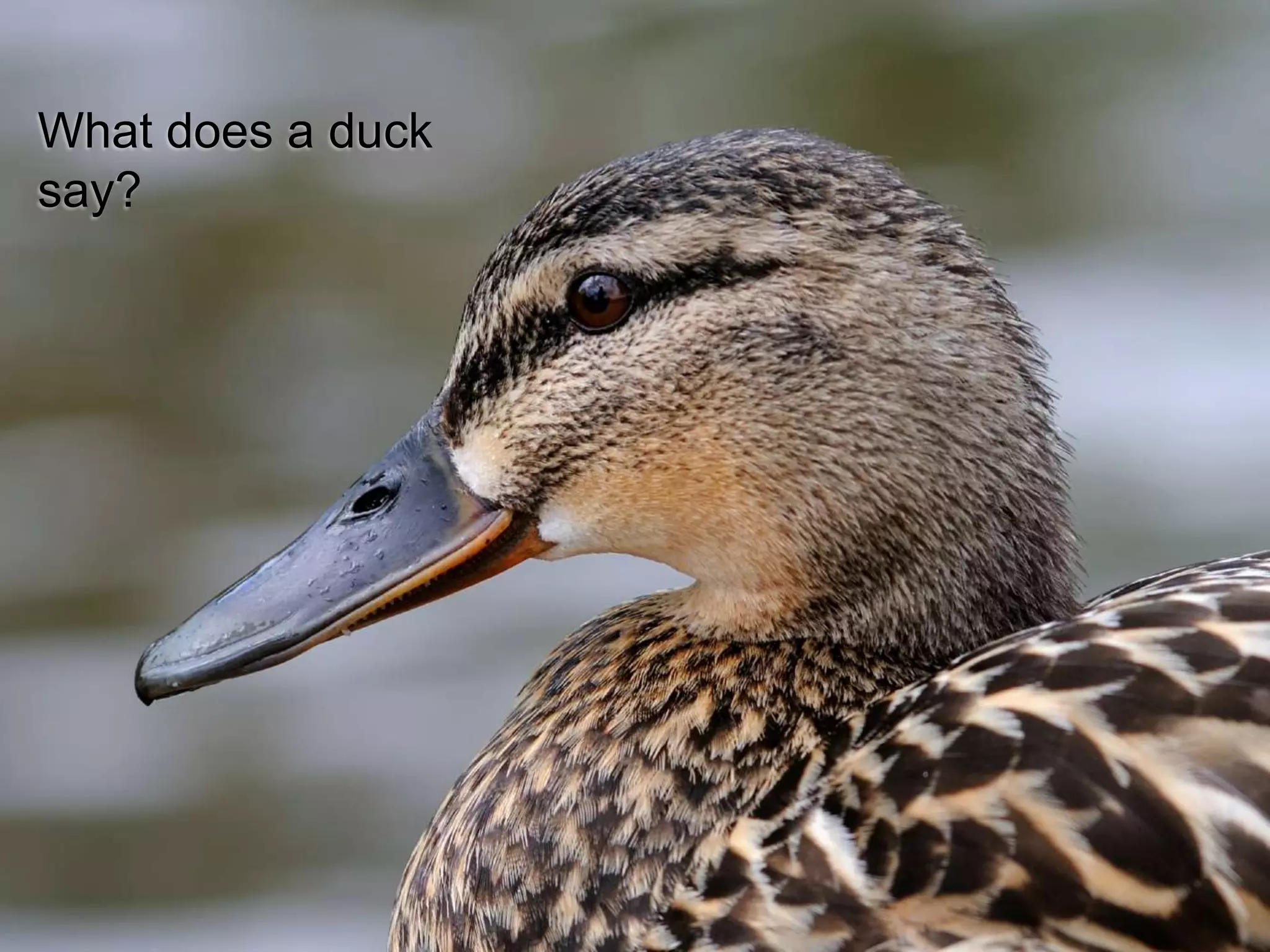 What does a duck
say?
 