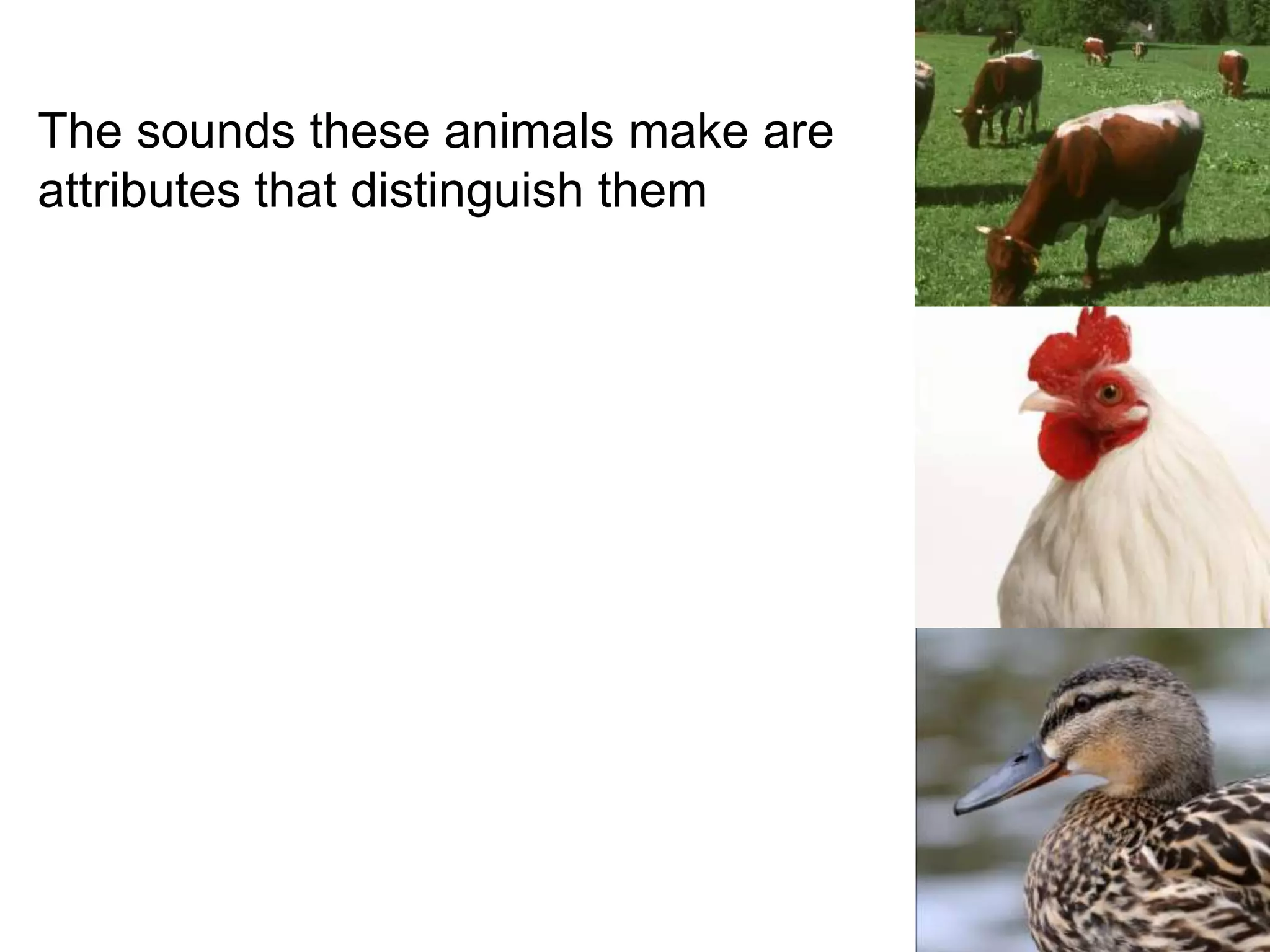 The sounds these animals make are
attributes that distinguish them
 