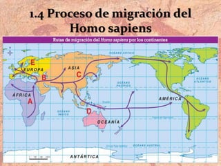 1.4 Proceso de migración del
Homo sapiens
 