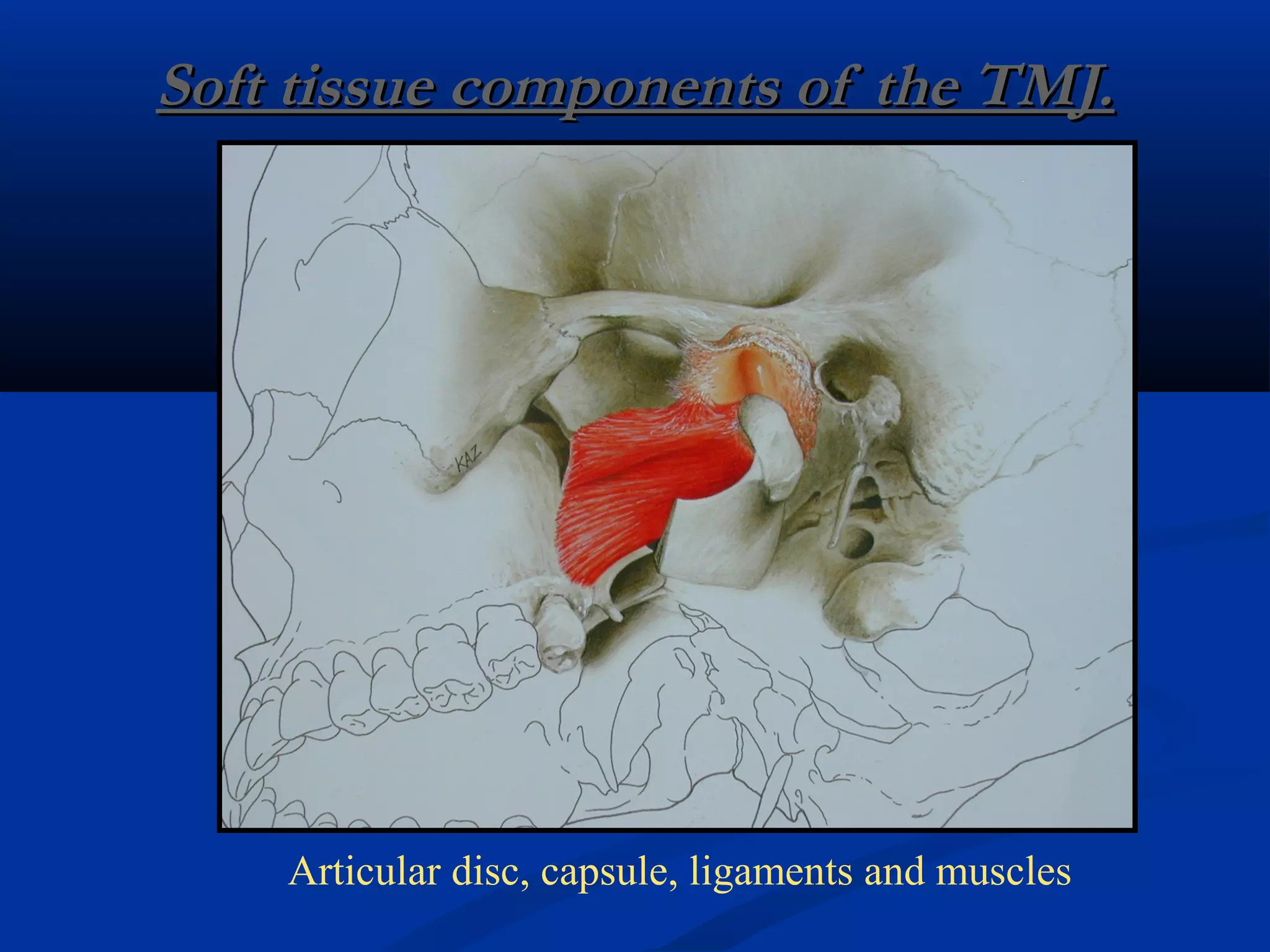 temporomandibular joint-development and anatomy | PPT