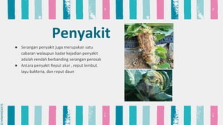 Reput Akar PENGURUSAN PENANAMAN KOBIS | PDF