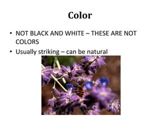 Color
• NOT BLACK AND WHITE – THESE ARE NOT
COLORS
• Usually striking – can be natural
 