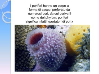 I poriferi hanno un corpo a
forma di sacco, perforato da
numerosi pori, da cui deriva il
nome del phylum: poriferi
significa infatti «portatori di pori»
 
