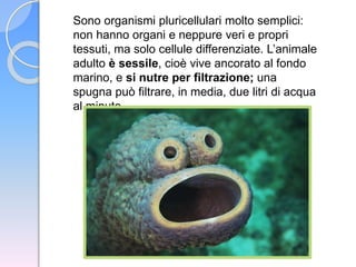 Sono organismi pluricellulari molto semplici:
non hanno organi e neppure veri e propri
tessuti, ma solo cellule differenziate. L’animale
adulto è sessile, cioè vive ancorato al fondo
marino, e si nutre per filtrazione; una
spugna può filtrare, in media, due litri di acqua
al minuto.
 