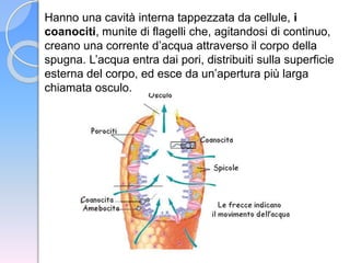Hanno una cavità interna tappezzata da cellule, i
coanociti, munite di flagelli che, agitandosi di continuo,
creano una corrente d’acqua attraverso il corpo della
spugna. L’acqua entra dai pori, distribuiti sulla superficie
esterna del corpo, ed esce da un’apertura più larga
chiamata osculo.
 