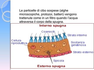 Le particelle di cibo sospese (alghe
microscopiche, protozoi, batteri) vengono
trattenute come in un filtro quando l’acqua
attraversa il corpo della spugna.
 