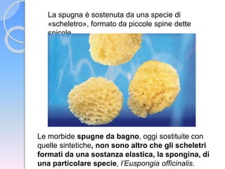 La spugna è sostenuta da una specie di
«scheletro», formato da piccole spine dette
spicole
Le morbide spugne da bagno, oggi sostituite con
quelle sintetiche, non sono altro che gli scheletri
formati da una sostanza elastica, la spongina, di
una particolare specie, l’Euspongia officinalis.
 
