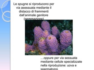 Le spugne si riproducono per
via asessuata mediante il
distacco di frammenti
dall’animale genitore
(gemmazione)
…oppure per via sessuata
mediante cellule specializzate
nella riproduzione: uova e
 