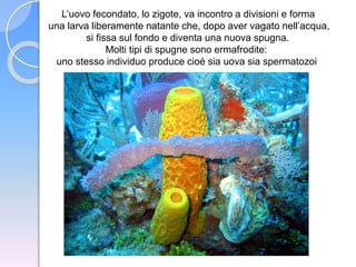 .L’uovo fecondato, lo zigote, va incontro a divisioni e forma
una larva liberamente natante che, dopo aver vagato nell’acqua,
si fissa sul fondo e diventa una nuova spugna.
Molti tipi di spugne sono ermafrodite:
uno stesso individuo produce cioè sia uova sia spermatozoi
 