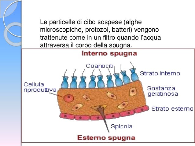 Un Colpo Di Spugna Del Fisco Le Spugne