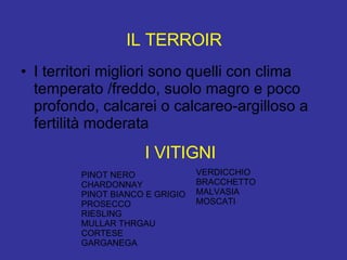 IL TERROIR I territori migliori sono quelli con clima temperato /freddo, suolo magro e poco profondo, calcarei o calcareo-argilloso a fertilità moderata I VITIGNI PINOT NERO CHARDONNAY PINOT BIANCO E GRIGIO PROSECCO RIESLING MULLAR THRGAU CORTESE GARGANEGA VERDICCHIO BRACCHETTO MALVASIA MOSCATI 