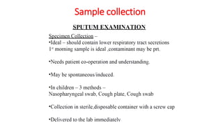 Sputum Routine Sputum examination | PDF