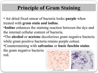 Examination of Sputum By Physical Chemical and microscopic examination ...