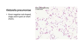 Klebsiella pneumoniae
• Gram negative rod-shaped,
singly and in pairs or short
chains.
 