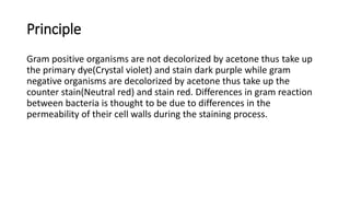 Principle
Gram positive organisms are not decolorized by acetone thus take up
the primary dye(Crystal violet) and stain dark purple while gram
negative organisms are decolorized by acetone thus take up the
counter stain(Neutral red) and stain red. Differences in gram reaction
between bacteria is thought to be due to differences in the
permeability of their cell walls during the staining process.
 