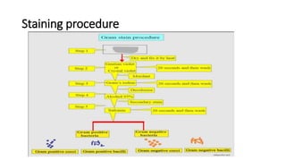Staining procedure
 