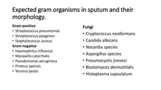 Expected gram organisms in sputum and their
morphology.
Gram positive
• Streptococcus pneumoniae
• Streptococcus pyogenes
• Staphylococcus aureus
Gram negative
• Haemophilus influenza
• Moraxella catarrhalis
• Pseudomonas aeruginosa
• Proteus species
• Yersinia pestis
Fungi
• Cryptococcus neoformans
• Candida albicans
• Nocardia species
• Aspergillus species
• Pneumocystis jiroveci
• Blastomyces dermatitidis
• Histoplasma capsulatum
 