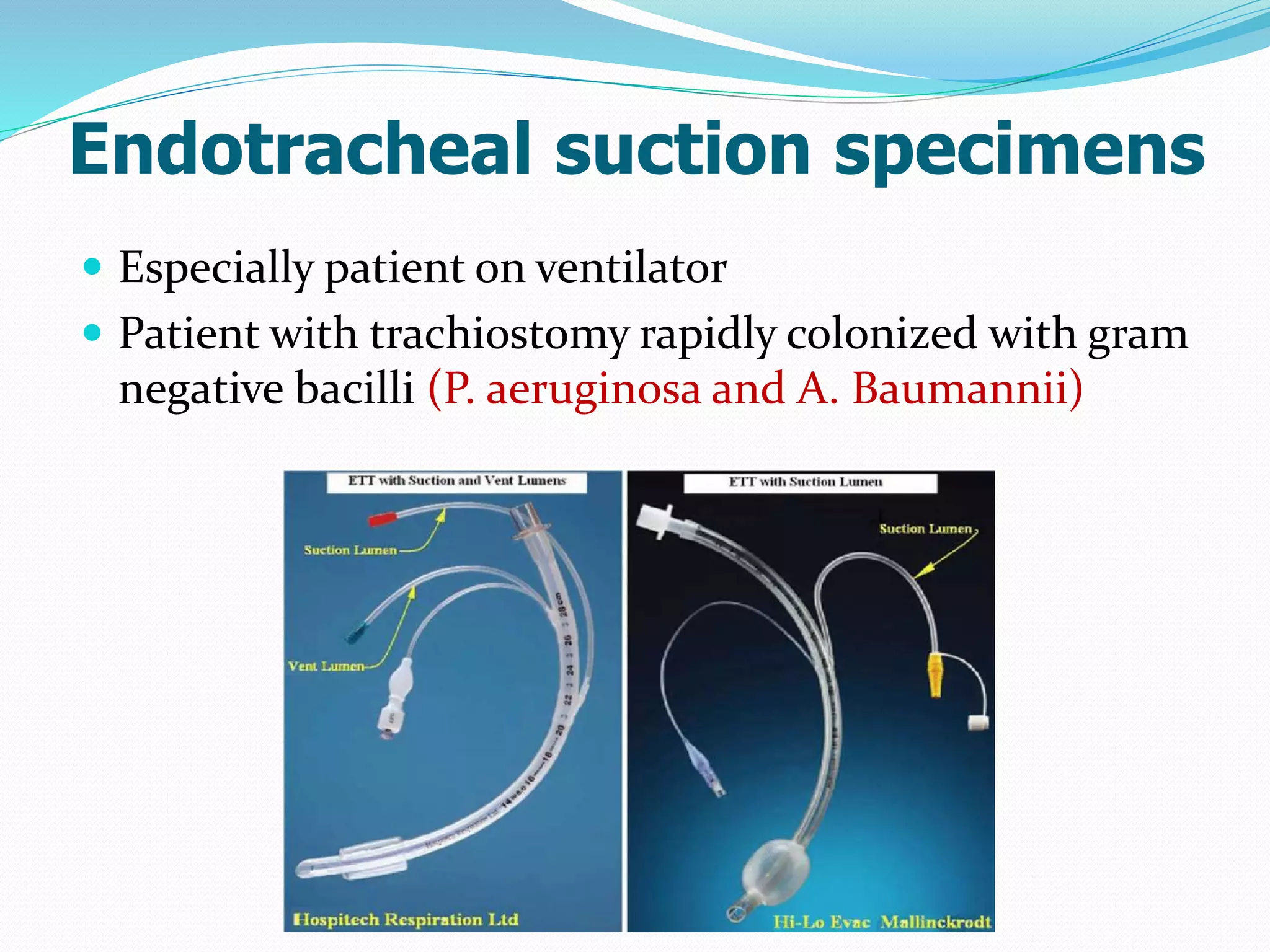 Endotracheal suction specimens
 Especially patient on ventilator
 Patient with trachiostomy rapidly colonized with gram
negative bacilli (P. aeruginosa and A. Baumannii)
 