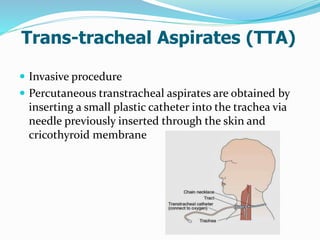 Trans-tracheal Aspirates (TTA)
 Invasive procedure
 Percutaneous transtracheal aspirates are obtained by
inserting a small plastic catheter into the trachea via
needle previously inserted through the skin and
cricothyroid membrane
 