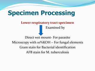 Specimen Processing
Lower respiratory tract specimen
Examined by
Direct wet mount- For parasite
Microscopy with 10%KOH – For fungal elements
Gram stain for Bacterial identification
AFB stain for M. tuberculosis
 