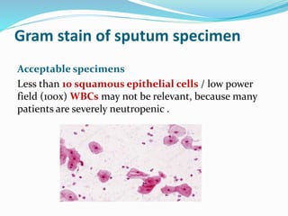 Gram stain of sputum specimen
Acceptable specimens
Less than 10 squamous epithelial cells / low power
field (100x) WBCs may not be relevant, because many
patients are severely neutropenic .
 