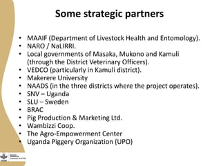 Update on the Smallholder Pig Value Chains Development in Uganda (SPVCD) Project