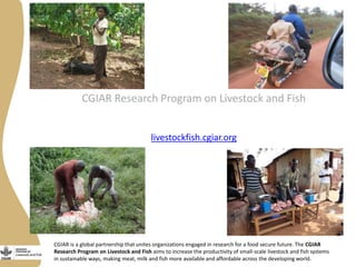 Update on the Smallholder Pig Value Chains Development in Uganda (SPVCD) Project