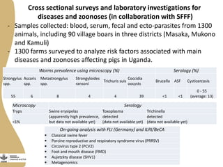Cross sectional surveys and laboratory investigations for
diseases and zoonoses (in collaboration with SFFF)
- Samples collected: blood, serum, fecal and ecto-parasites from 1300
animals, including 90 village boars in three districts (Masaka, Mukono
and Kamuli)
- 1300 farms surveyed to analyze risk factors associated with main
diseases and zoonoses affecting pigs in Uganda.
Worms prevalence using microscopy (%) Serology (%)
Strongylus
spp.
Ascaris
spp.
Metastrongylus
spp.
Strongyloides
ransoni
Trichuris suis
Coccidia
oocysts
Brucella ASF Cysticercosis
55 6 8 4 4 39 <1 <1
0 - 55
(average: 13)
Microscopy Serology
Tryps Swine erysipelas Toxoplasma Trichinella
<1%
(apparently high prevalence,
but data not available yet)
detected
(data not available yet)
detected
(data not available yet)
On-going analysis with FLI (Germany) and ILRI/BeCA
 Classical swine fever
 Porcine reproductive and respiratory syndrome virus (PRRSV)
 Circovirus type 2 (PCV2)
 Foot and mouth disease (FMD)
 Aujetzkty disease (SHV1)
 Metagenomics
 