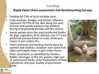 Feeding
Rapid Value Chain assessment and Benchmarking Surveys
• Feeding 60-75% of total variable costs.
• Crop residues, forages and kitchen leftovers
represent 70-75% of the diet along the year.
Grasses and weeds replace crop residues
during crop growing periods and dry season.
• Sweet potato vines the most preferred fodder
for pigs, regardless of VC domain; the 2nd most
preferred cassava leaves in rural, while yam
leaves in peri-urban VCs.
• Feed collection and feeding mainly done by
women and children, however men and hired
labor participate more in peri-urban farms.
• Main constraints as identified by farmers:
fodder shortages in the dry season, high cost
of commercial feeds, price fluctuations of feed
ingredients and poor quality of purchased
feeds.
 