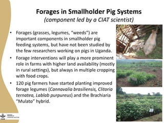 Forages in Smallholder Pig Systems
(component led by a CIAT scientist)
• Forages (grasses, legumes, “weeds”) are
important components in smallholder pig
feeding systems, but have not been studied by
the few researchers working on pigs in Uganda.
• Forage interventions will play a more prominent
role in farms with higher land availability (mostly
in rural settings), but always in multiple cropping
with food crops.
• 120 pig farmers have started planting improved
forage legumes (Cannavalia brasiliensis, Clitoria
ternatea, Lablab purpureus) and the Brachiaria
“Mulato” hybrid.
 