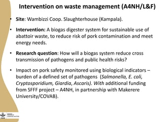 Intervention on waste management (A4NH/L&F)
• Site: Wambizzi Coop. Slaughterhouse (Kampala).
• Intervention: A biogas digester system for sustainable use of
abattoir waste, to reduce risk of pork contamination and meet
energy needs.
• Research question: How will a biogas system reduce cross
transmission of pathogens and public health risks?
• Impact on pork safety monitored using biological indicators –
burden of a defined set of pathogens (Salmonella, E. coli,
Cryptosporidium, Giardia, Ascaris). With additional funding
from SFFF project – A4NH, in partnership with Makerere
University/COVAB).
 