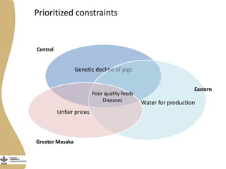 Prioritized constraints
Genetic decline of pigs
Water for production
Unfair prices
Central
Eastern
Greater Masaka
Poor quality feeds
Diseases
 