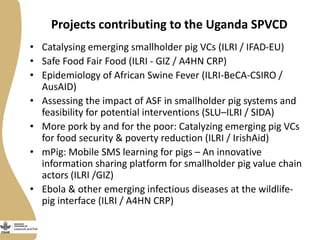 Projects contributing to the Uganda SPVCD
• Catalysing emerging smallholder pig VCs (ILRI / IFAD-EU)
• Safe Food Fair Food (ILRI - GIZ / A4HN CRP)
• Epidemiology of African Swine Fever (ILRI-BeCA-CSIRO /
AusAID)
• Assessing the impact of ASF in smallholder pig systems and
feasibility for potential interventions (SLU–ILRI / SIDA)
• More pork by and for the poor: Catalyzing emerging pig VCs
for food security & poverty reduction (ILRI / IrishAid)
• mPig: Mobile SMS learning for pigs – An innovative
information sharing platform for smallholder pig value chain
actors (ILRI /GIZ)
• Ebola & other emerging infectious diseases at the wildlife-
pig interface (ILRI / A4HN CRP)
 