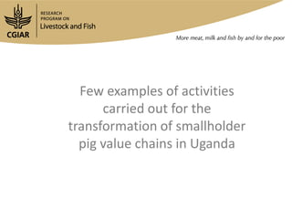 Smallholder pig value chains development in Uganda 