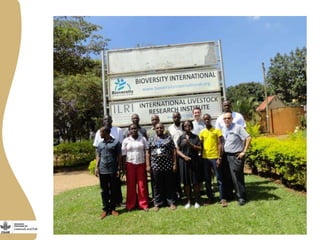 Smallholder pig value chains development in Uganda 