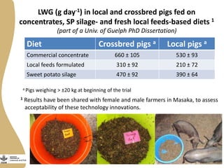 Smallholder pig value chains development in Uganda 