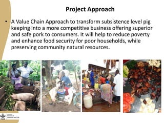 Smallholder pig value chains development in Uganda 