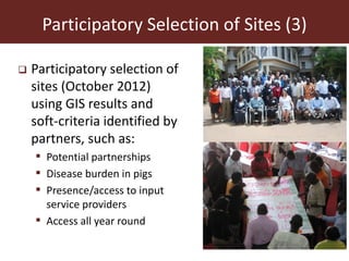 The smallholder pig value chains development in Uganda (SPVCD) project: Where are we now?