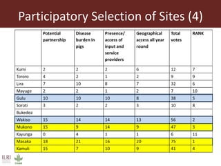 The smallholder pig value chains development in Uganda (SPVCD) project: Where are we now?