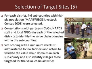 The smallholder pig value chains development in Uganda (SPVCD) project: Where are we now?