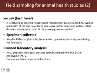 The smallholder pig value chains development in Uganda (SPVCD) project: Where are we now?